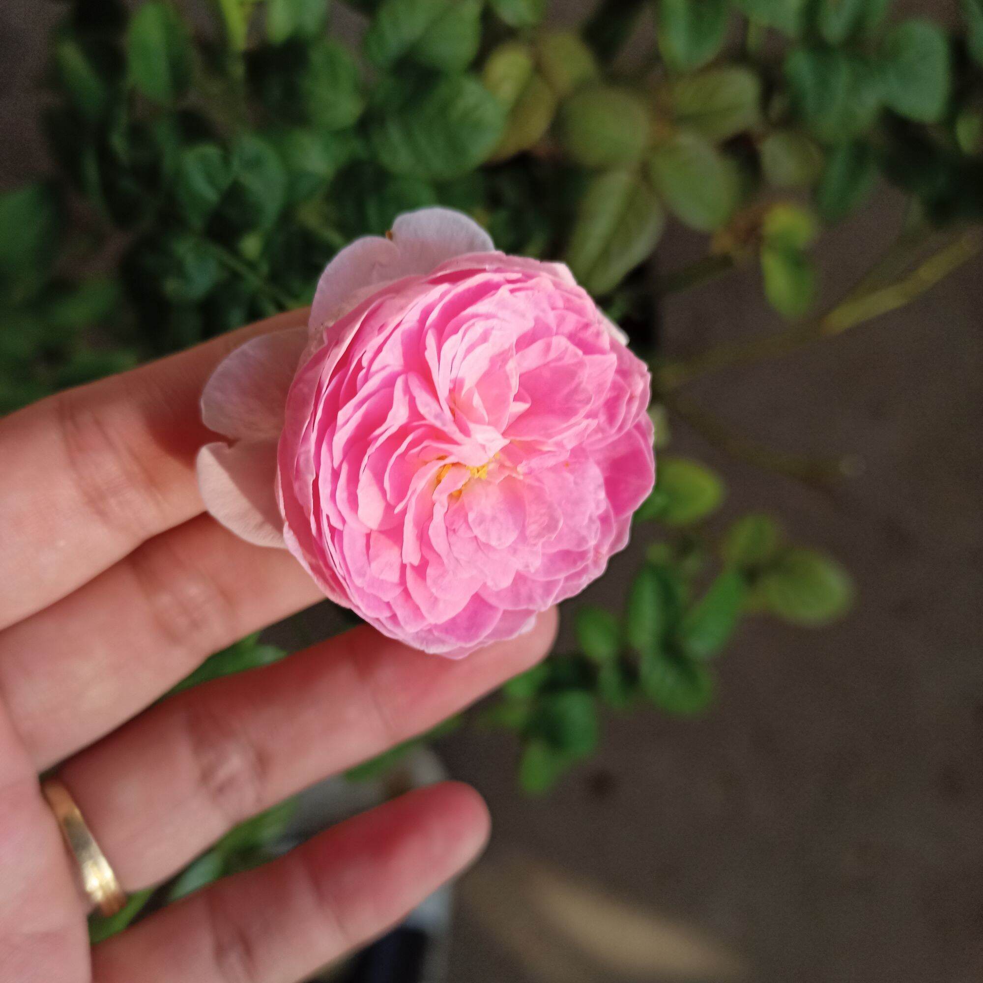hoa hồng mon coeur cây cao từ 50cm