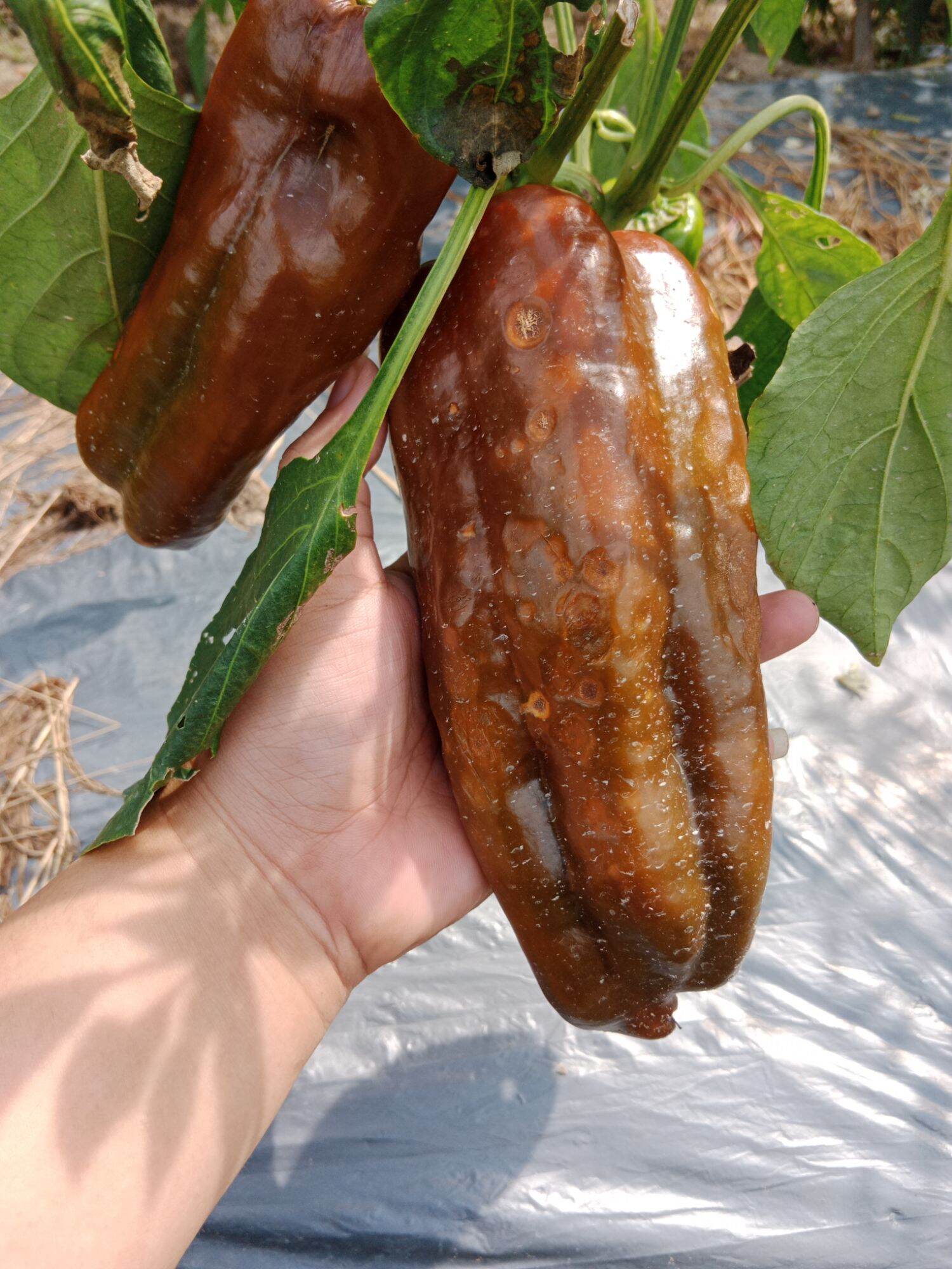 Hạt giống ớt sừng bò socola khổng lồ
