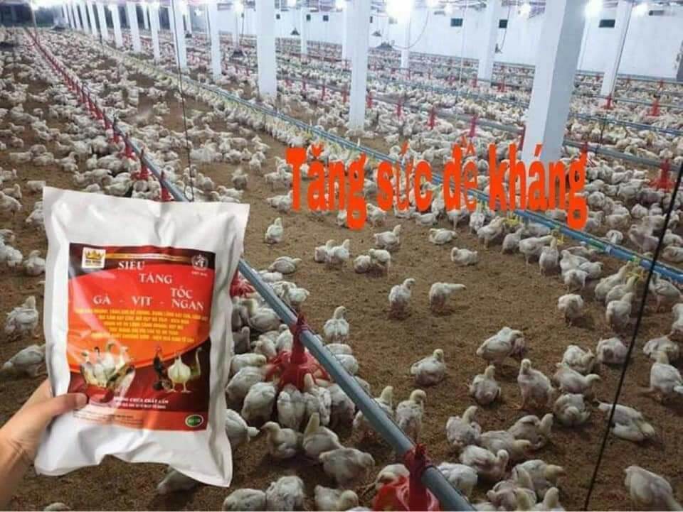 SIÊU TĂNG TỐC GÀ VỊT NGAN