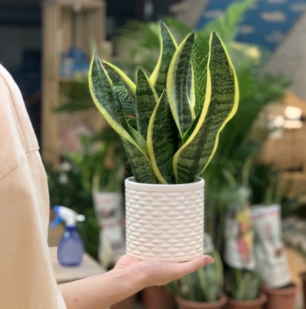 Lưỡi hổ búp sen lùn để bàn