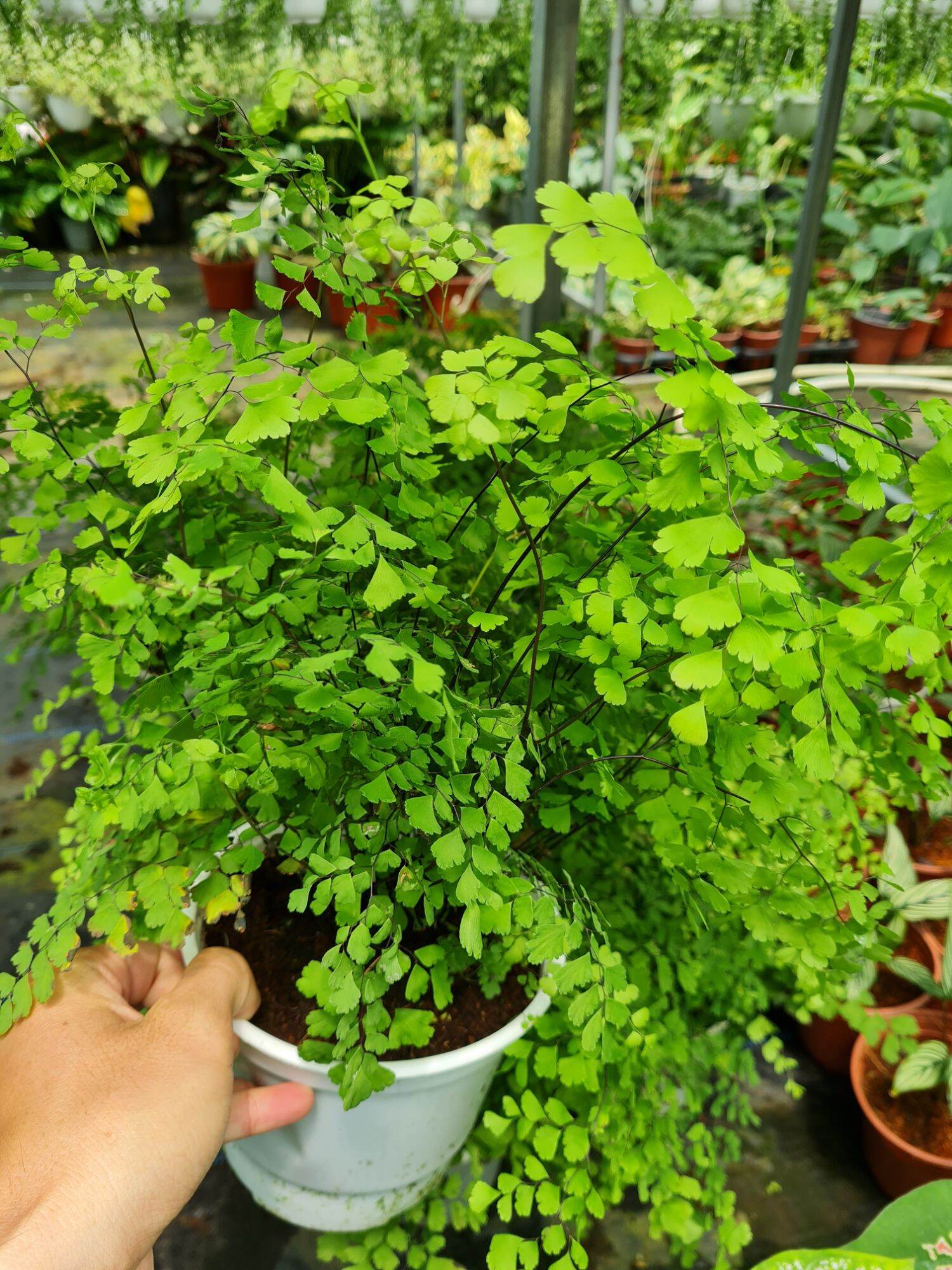 Cây tóc thần vệ nữ