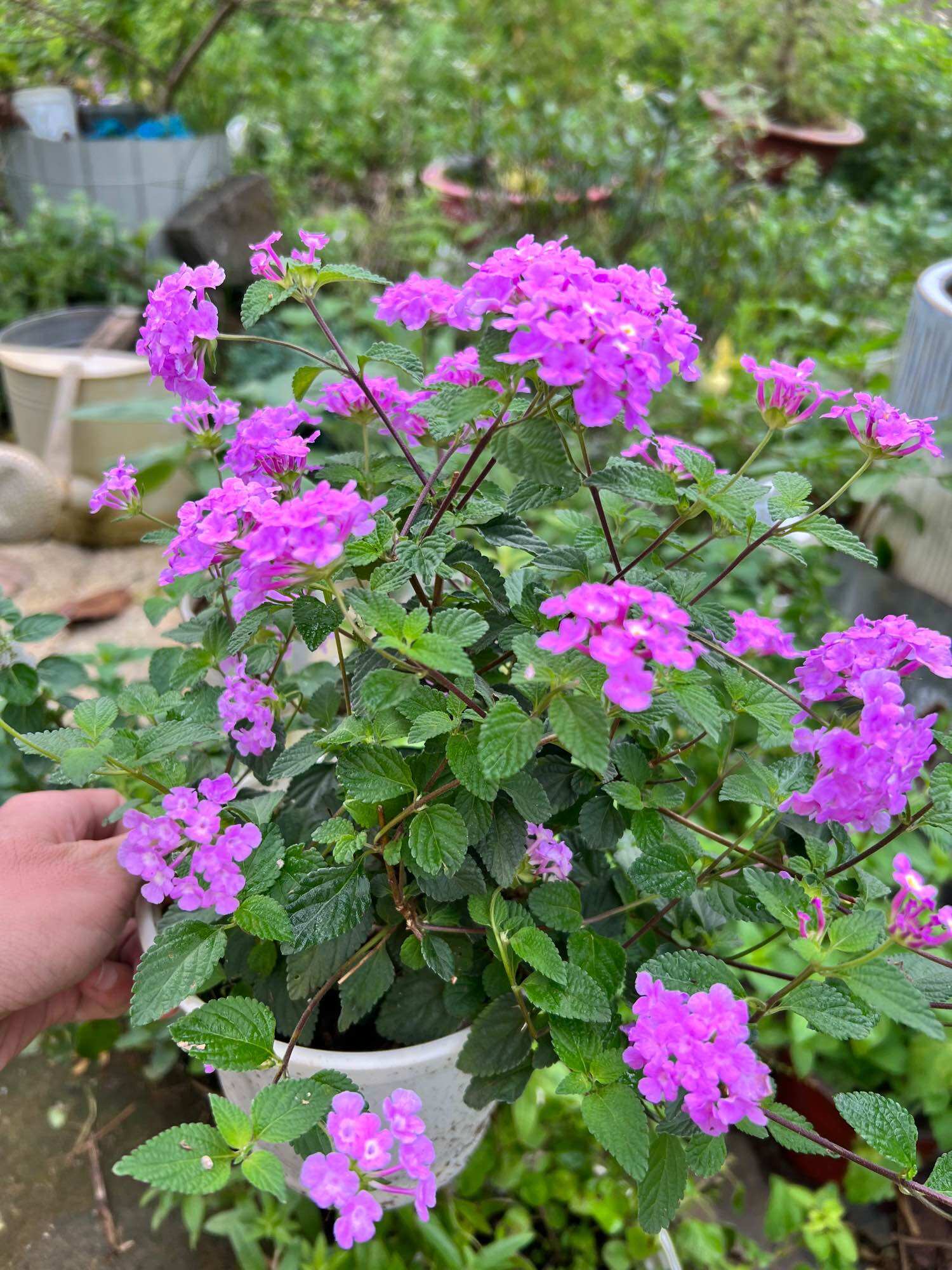 Cây hoa ngũ sắc tím