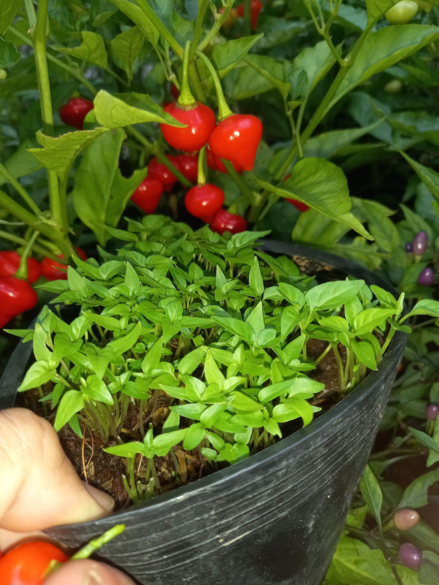 Trái ớt trái tim 1 Trái