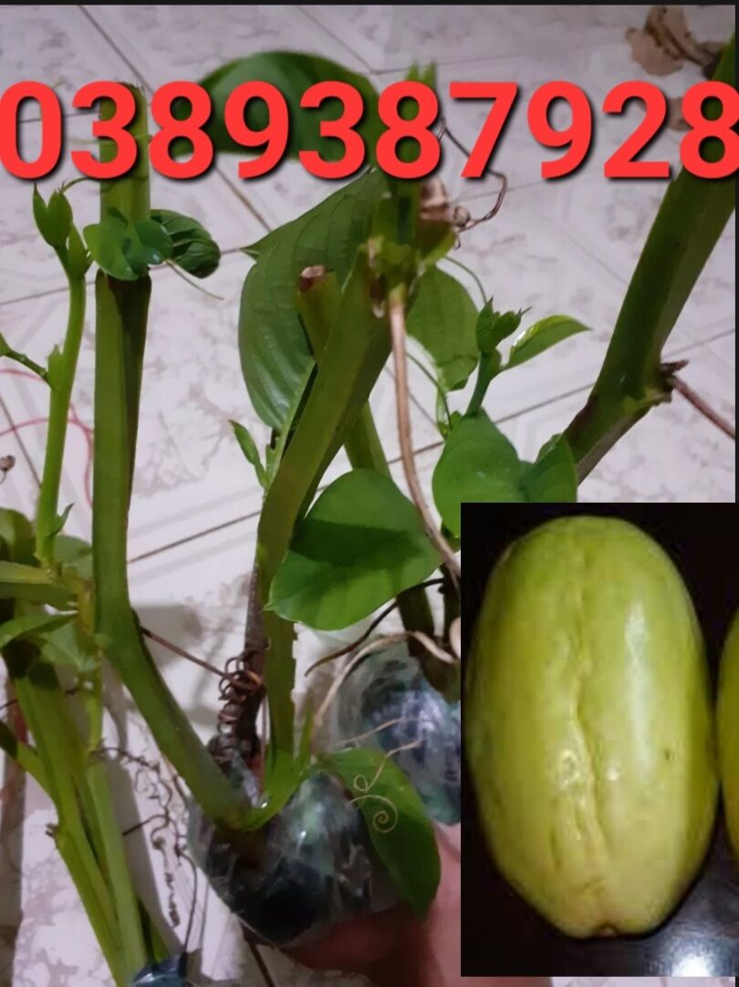 Cây dưa tây giống