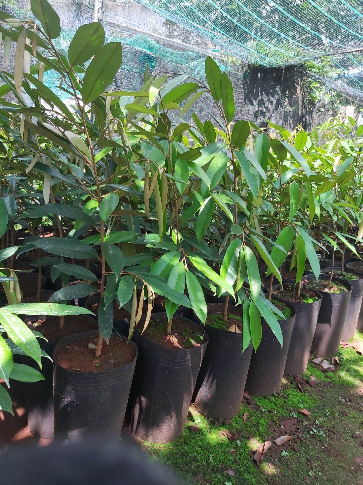 Cây giống Sầu Riêng Chuồng Bò. [ Giống ghép đầu dòng ].