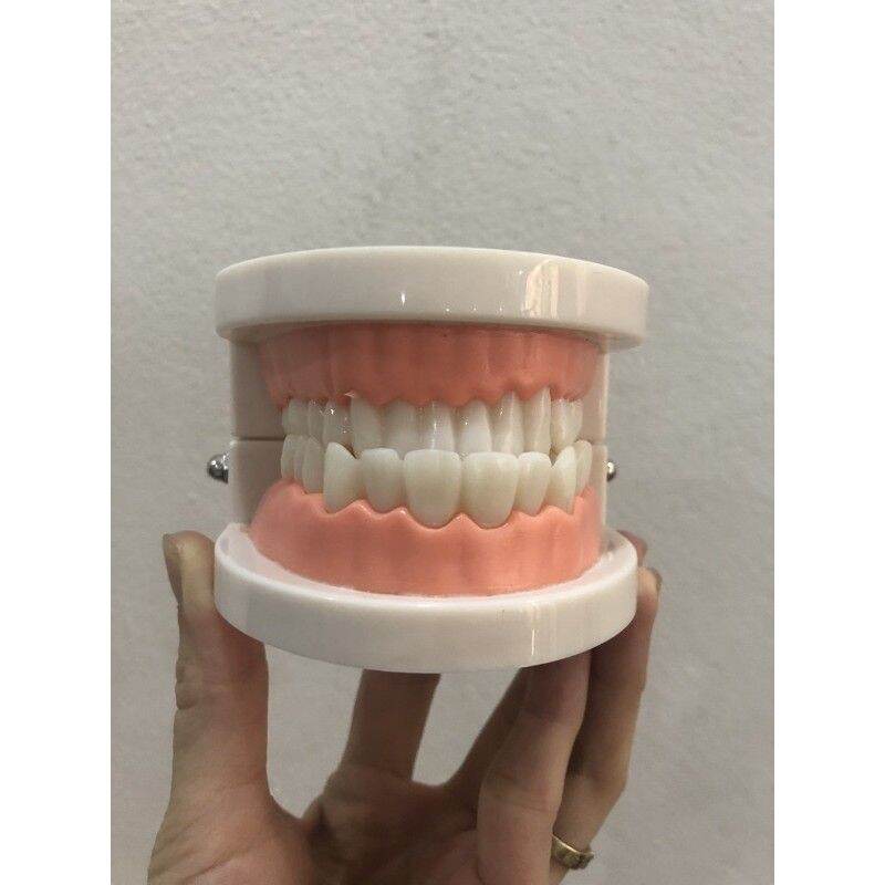 Đồ chơi mô hình hàm răng