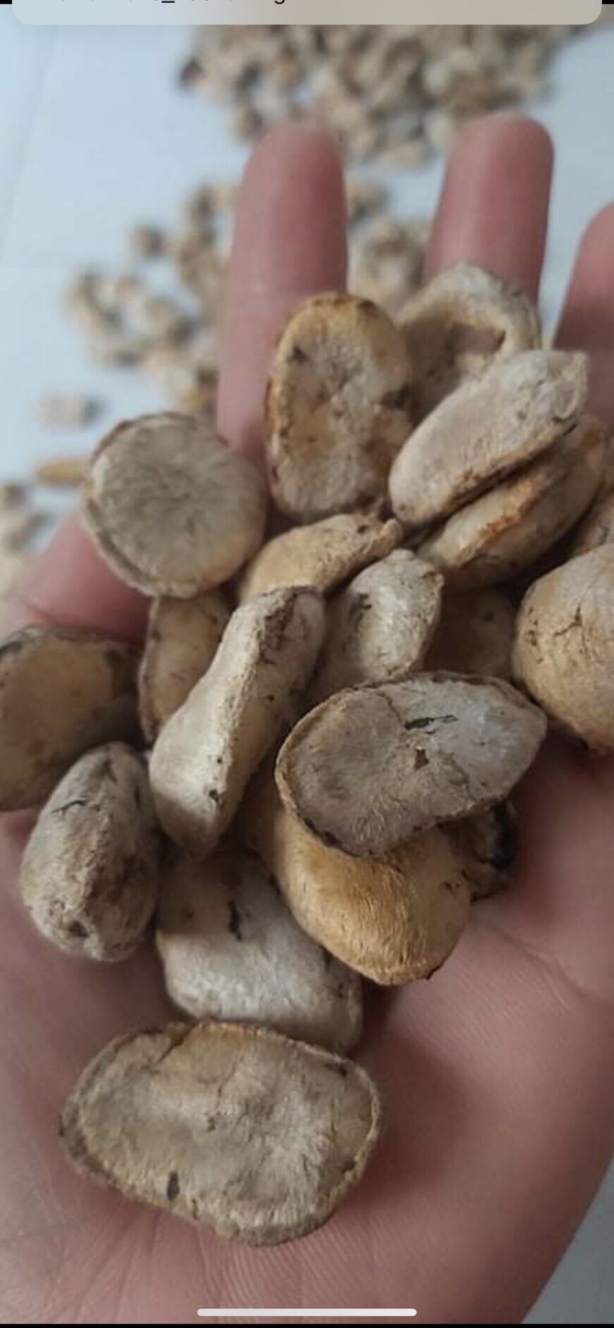 Combo 40 Hạt sang dạ dày ( hạt trắng )