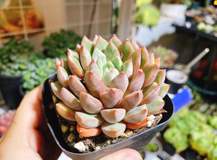 Sen đá Echeveria Shamong - lên màu cam cá hồi
