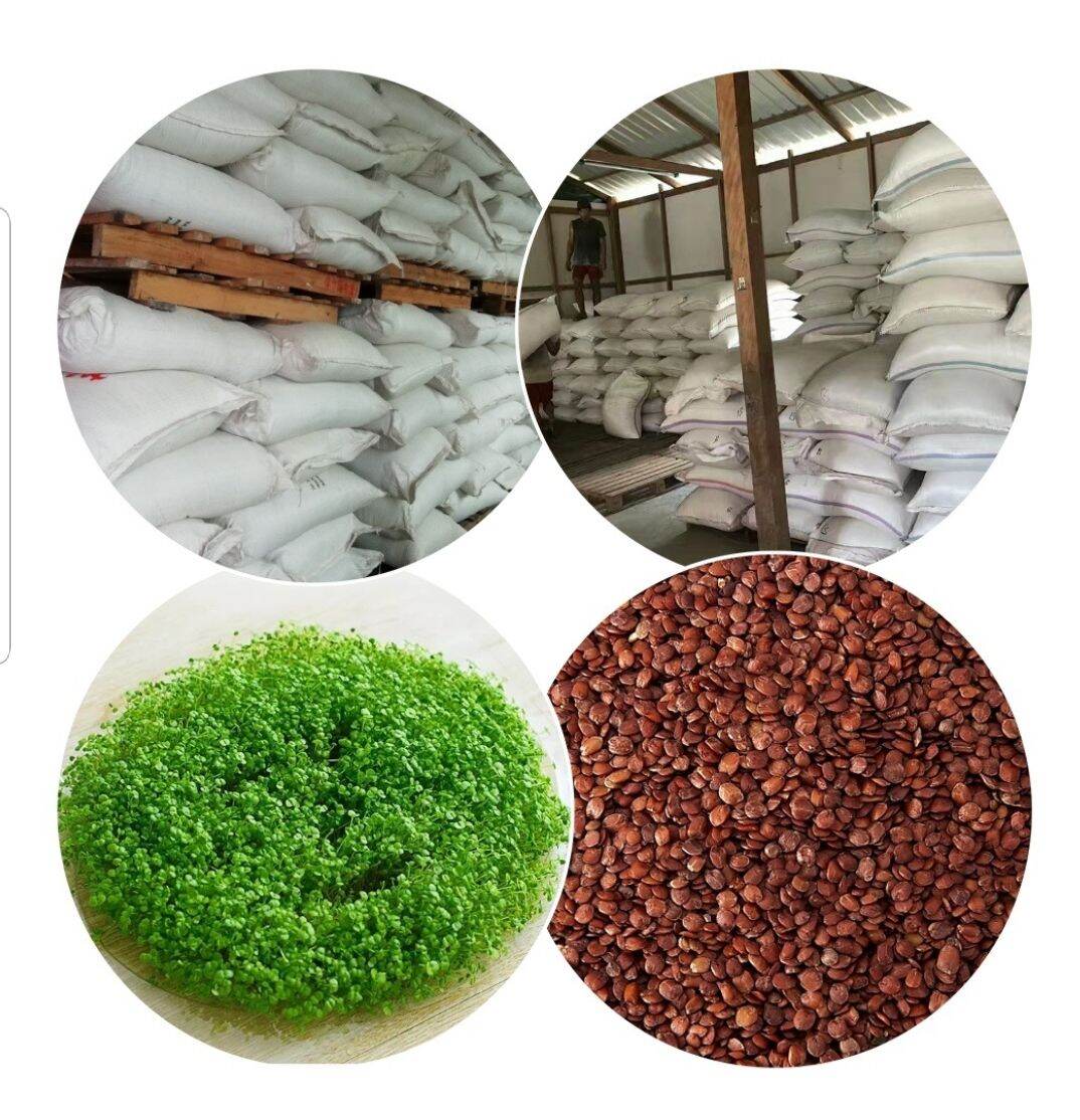 500gram hạt Ngũ Hoa - Hạt đình lịch Hạt to sạch
