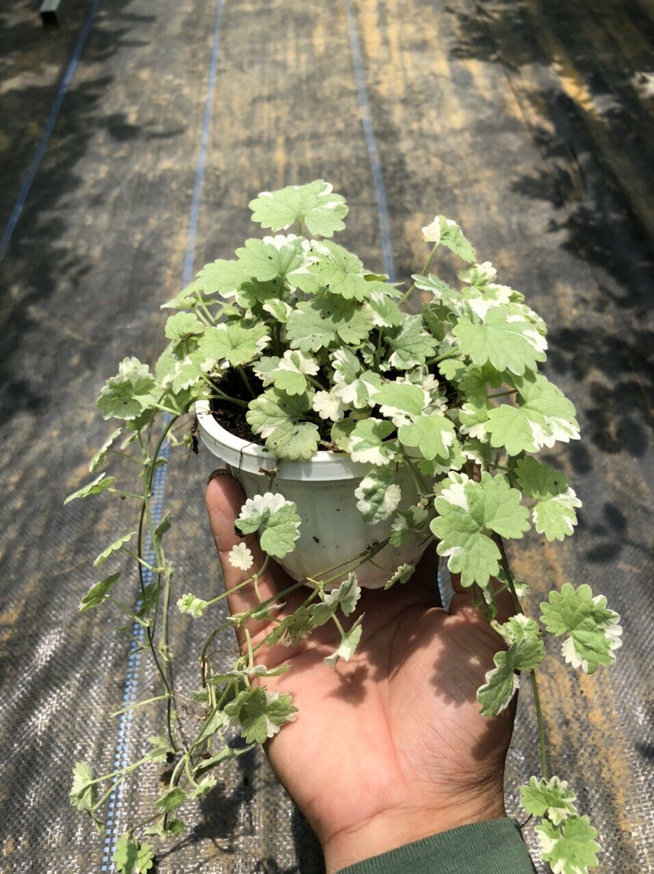 Rau má kiểng chậu treo