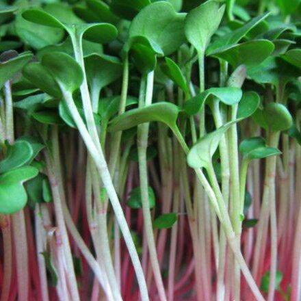 50GR HẠT GIỐNG RAU MẦM CỦ CẢI ĐỎ