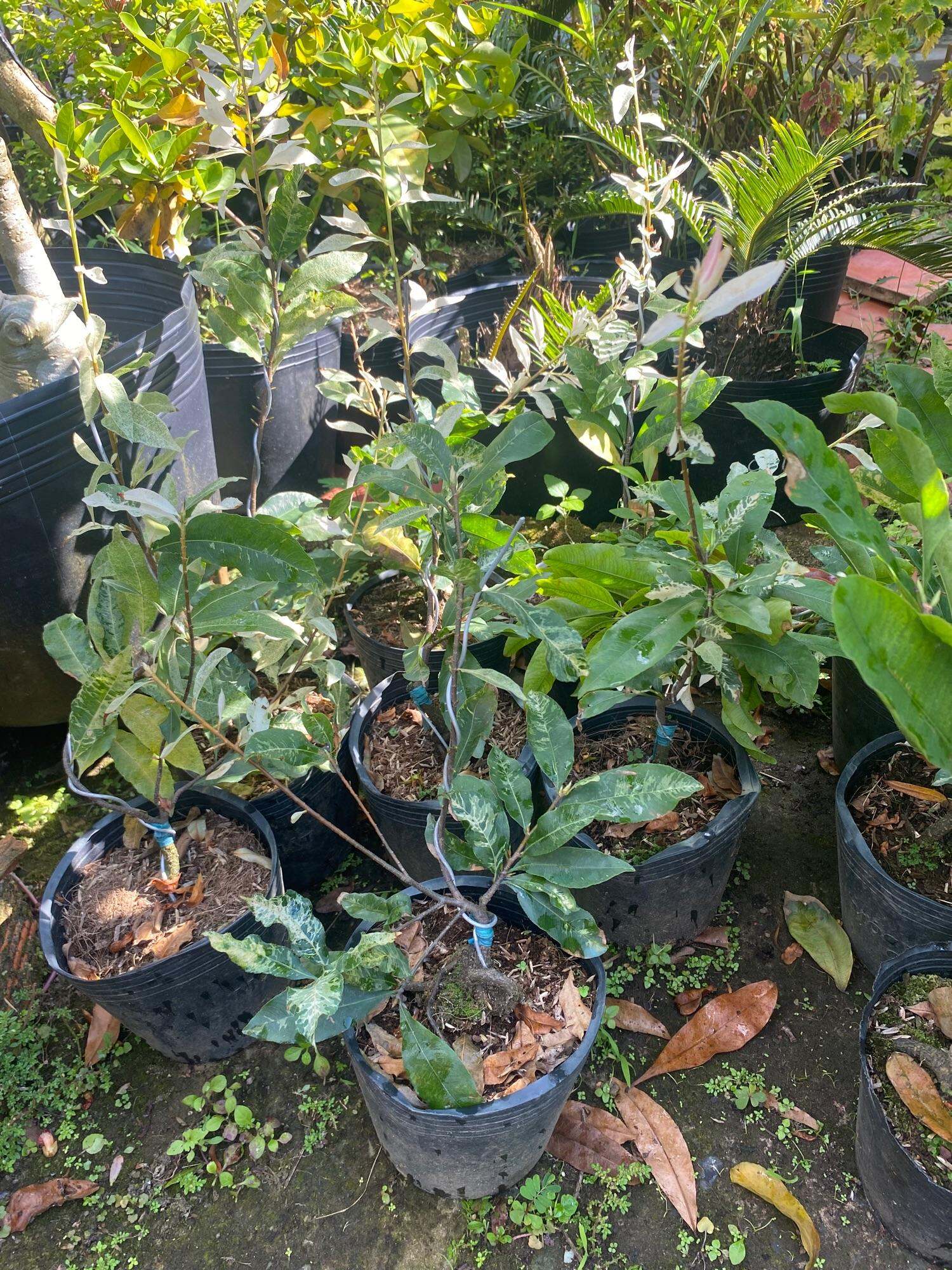 Cây  Mai Trắng ( Bạch Mai )