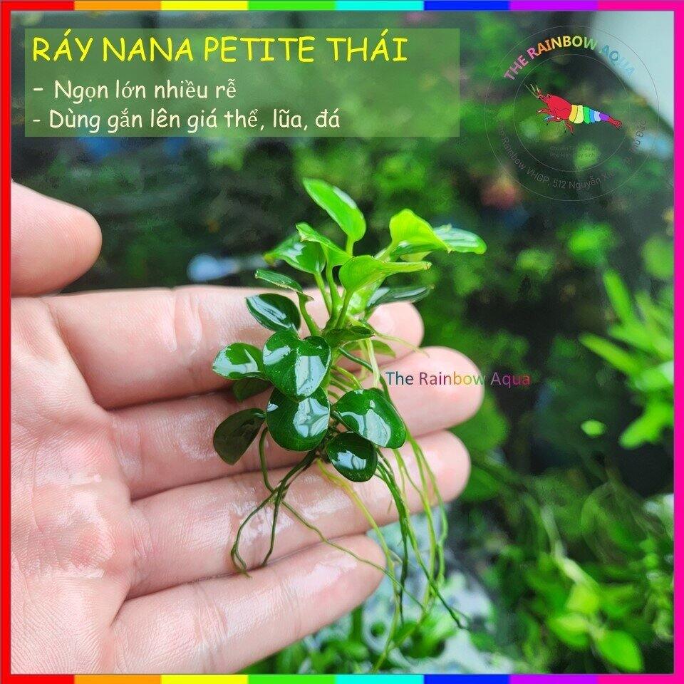 Ráy nana petite thái mới full lá nước
