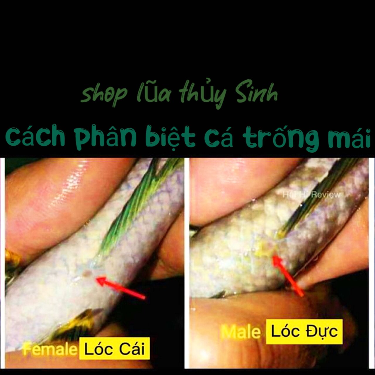cá lóc vây xanh mua 3 tặng 1(bảo hành rủ ro)