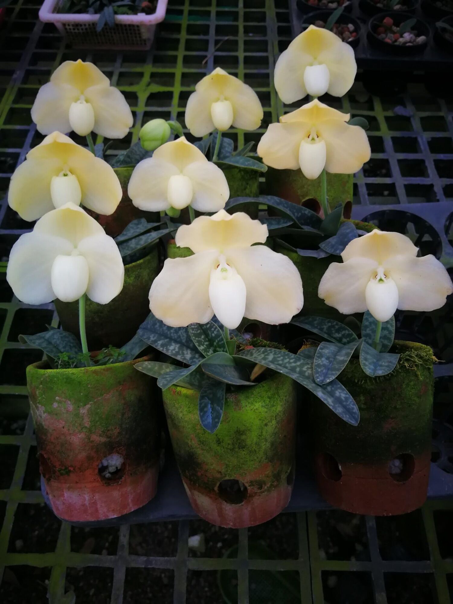 Lan hài lecolchilium var chậu 2 cây