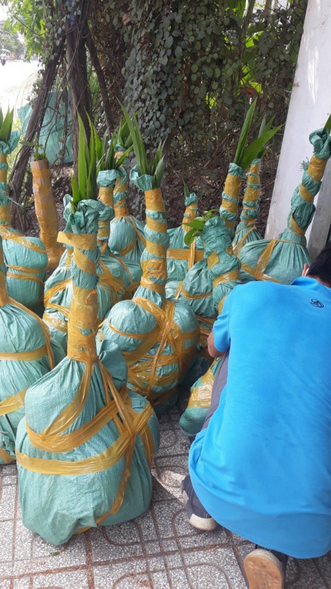 Dừa xiêm xanh lùn Bến Tre