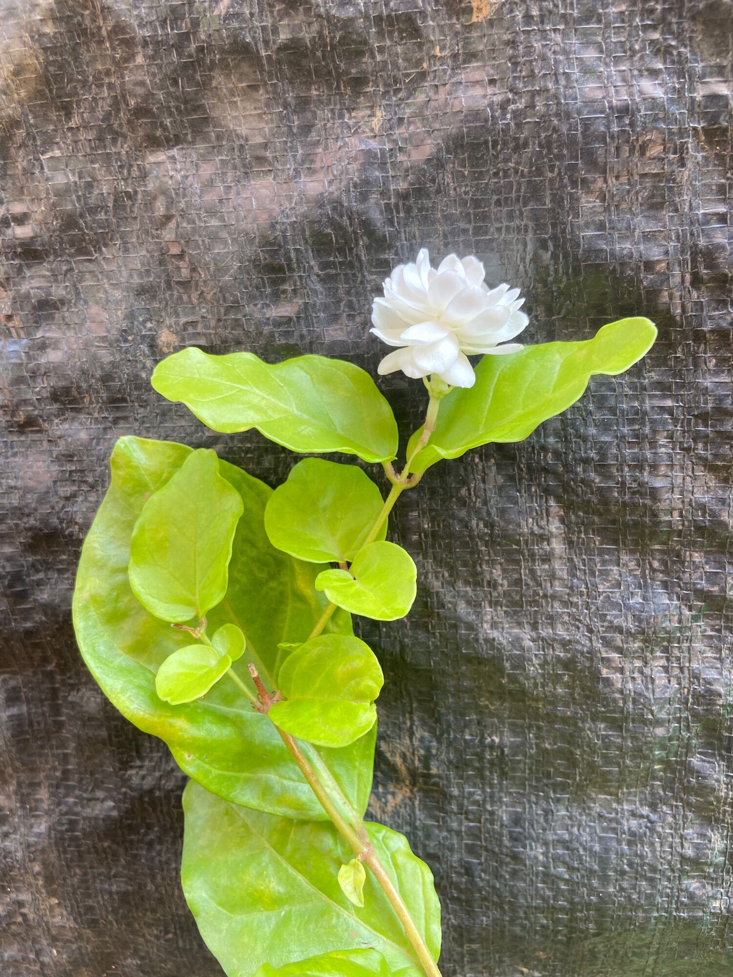 Cây giống hoa lài ta (hoa nhài)