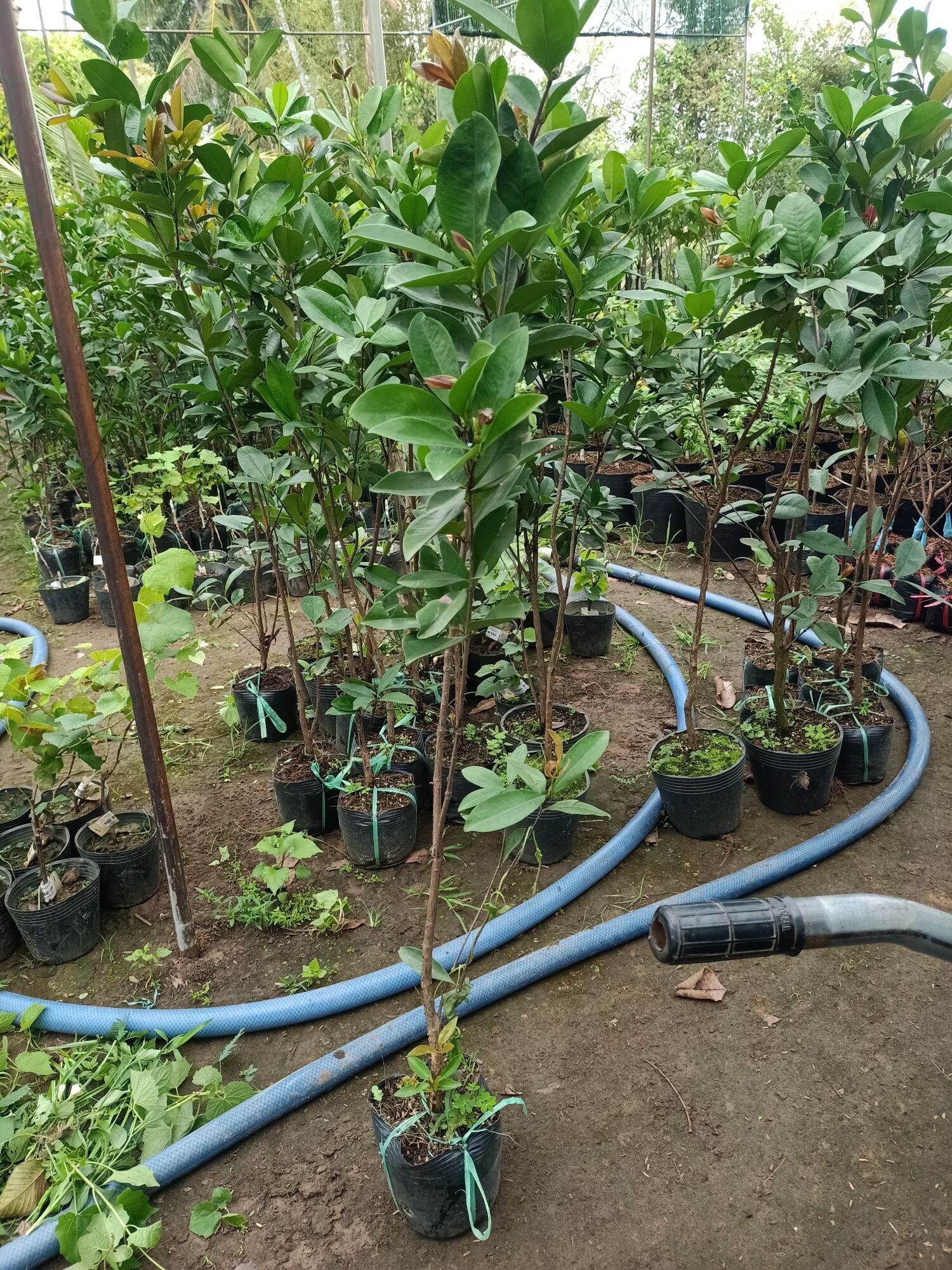 cây cherry Brazil chịu nhiệt