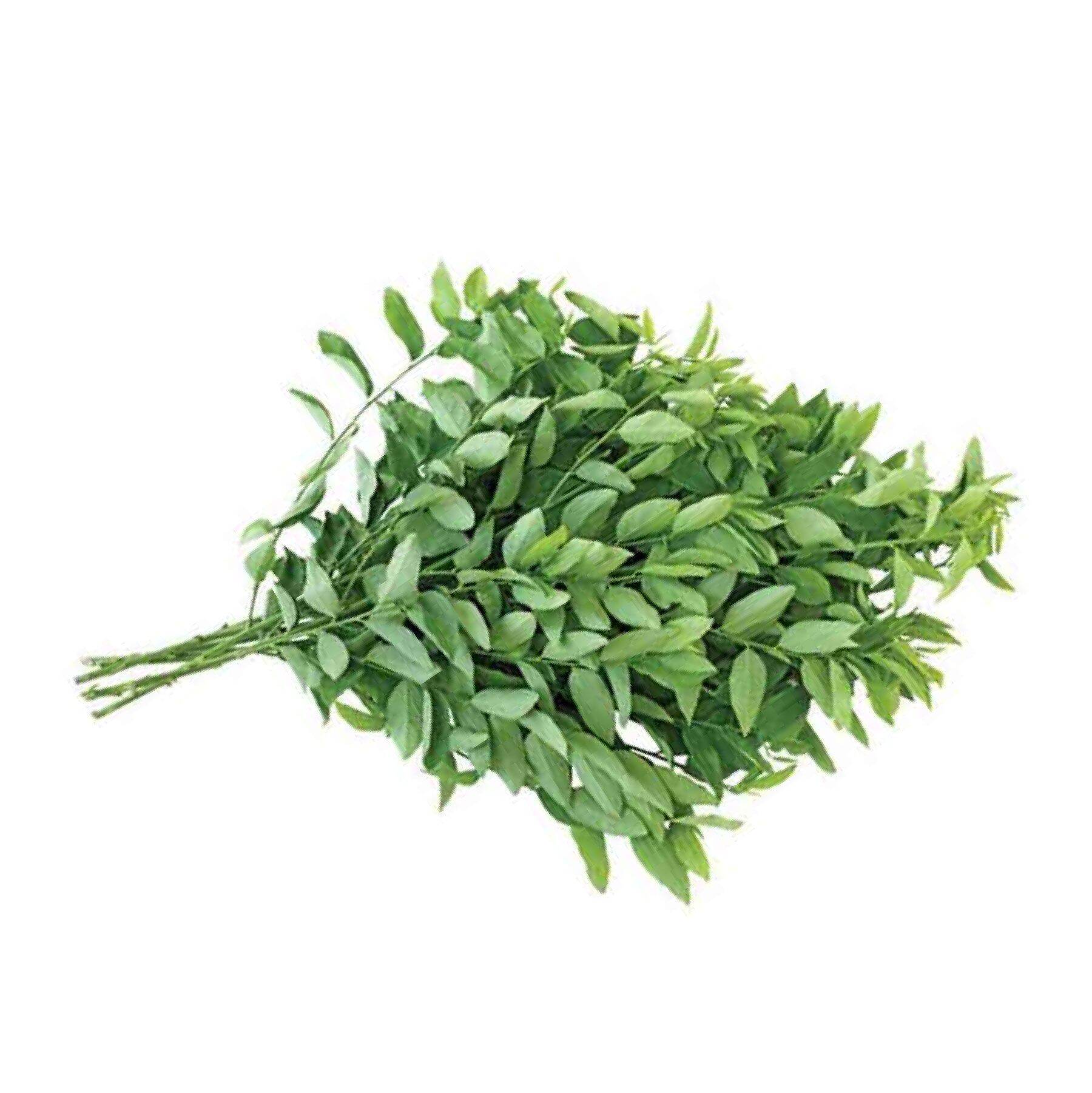 cây bồ ngót phơi khô 1kg