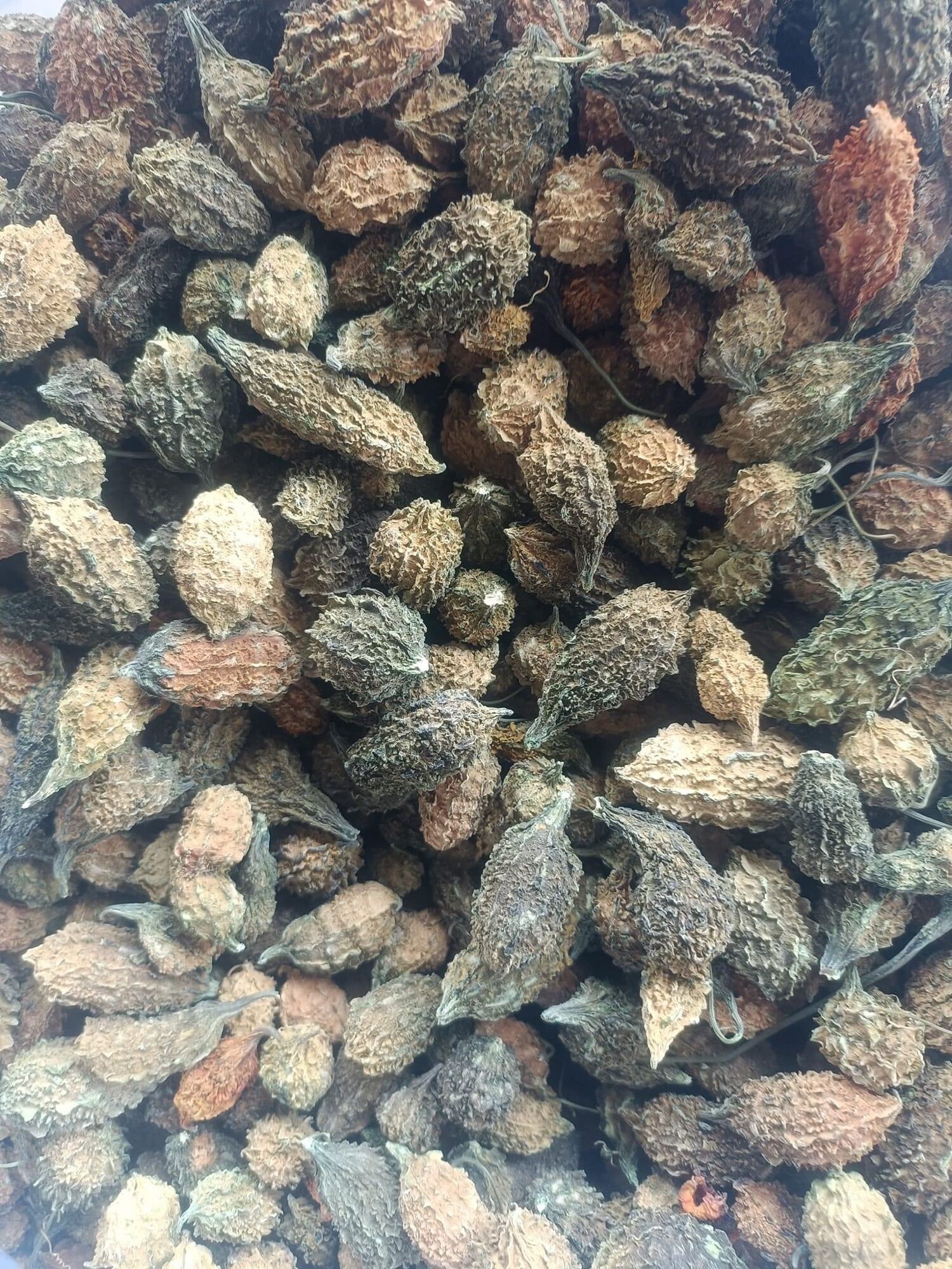 Khổ qua rừng nguyên quả