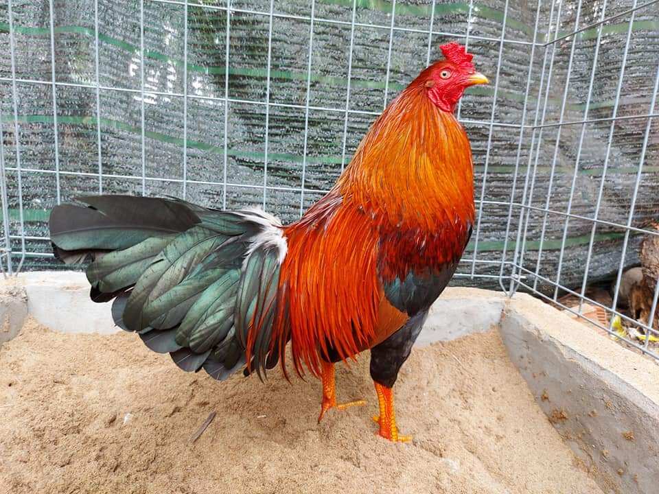 10 trứng gà asil mỹ ấp nở. bao tỉ lệ ấp cho a e
