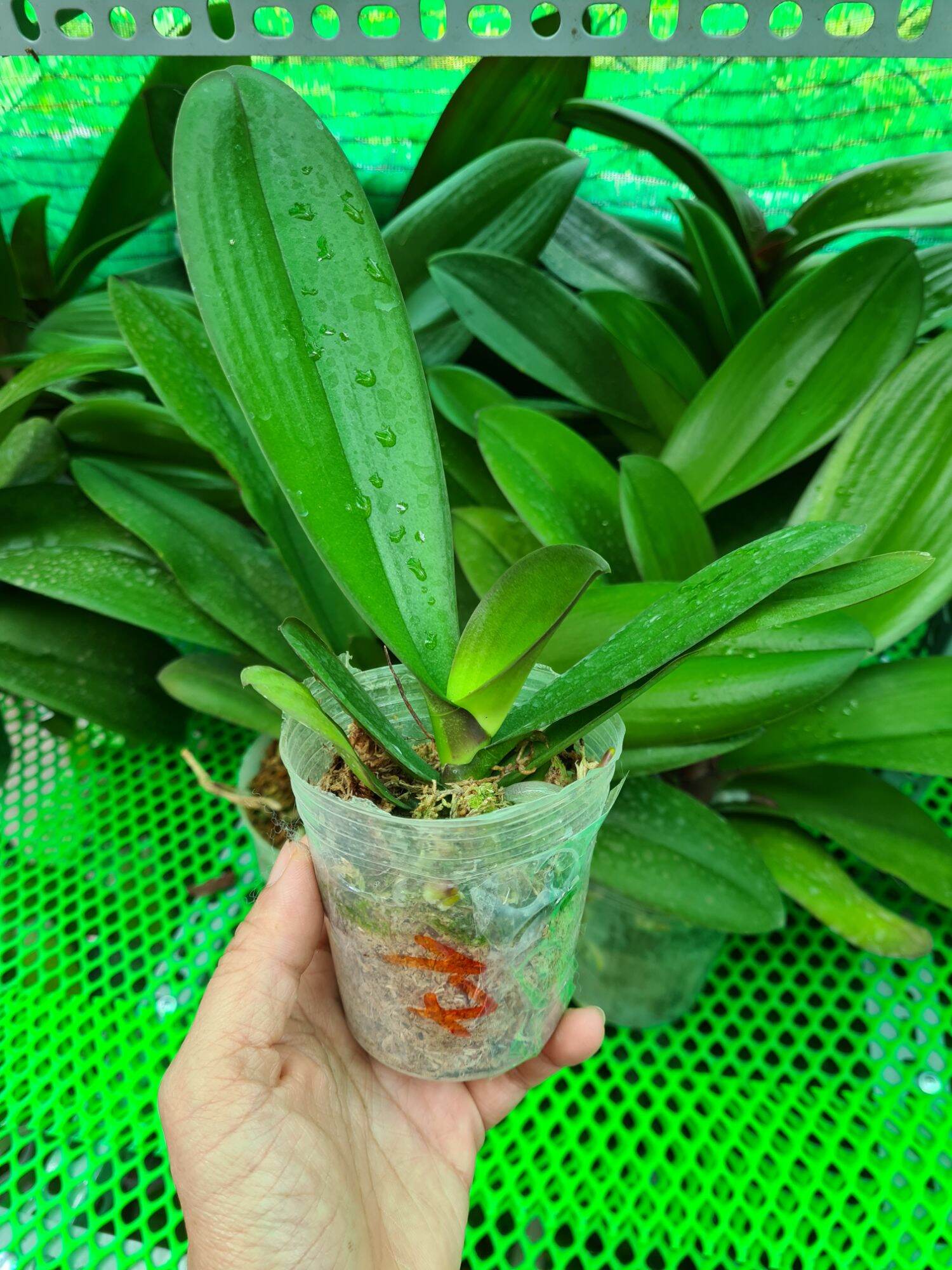 Lan hồ điệp giống cốc 2.5