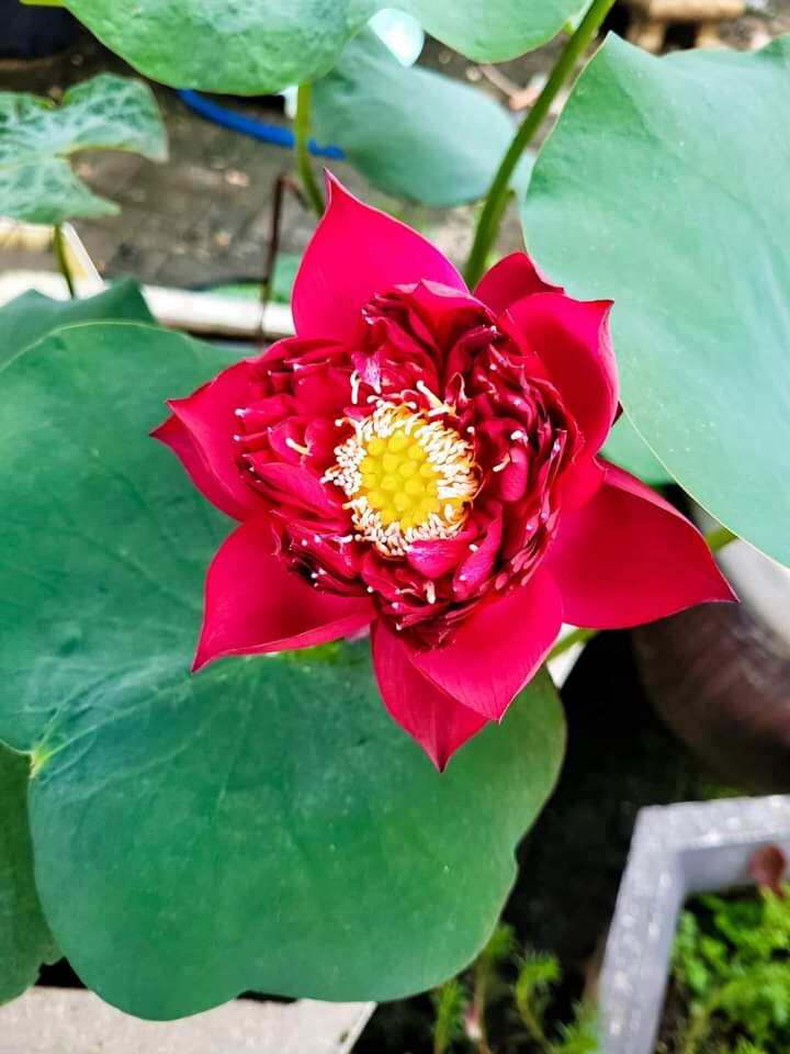 3 củ sen 3 màu