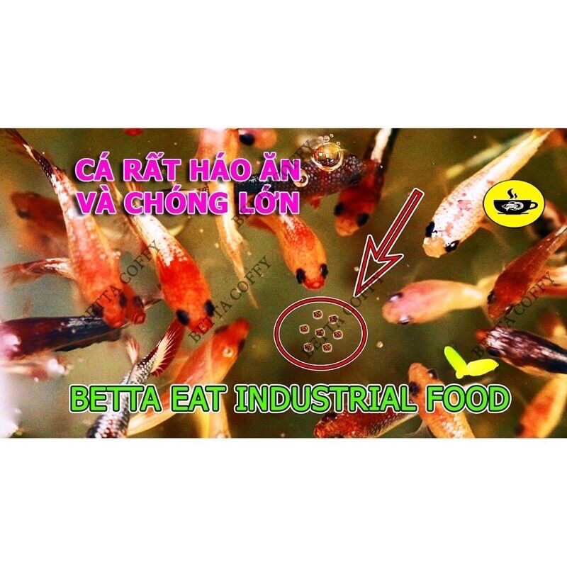 Thức ăn cho cá bảy màu, guppy, betta cá cảnh, cá thủy sinh (gói vàng 20g)