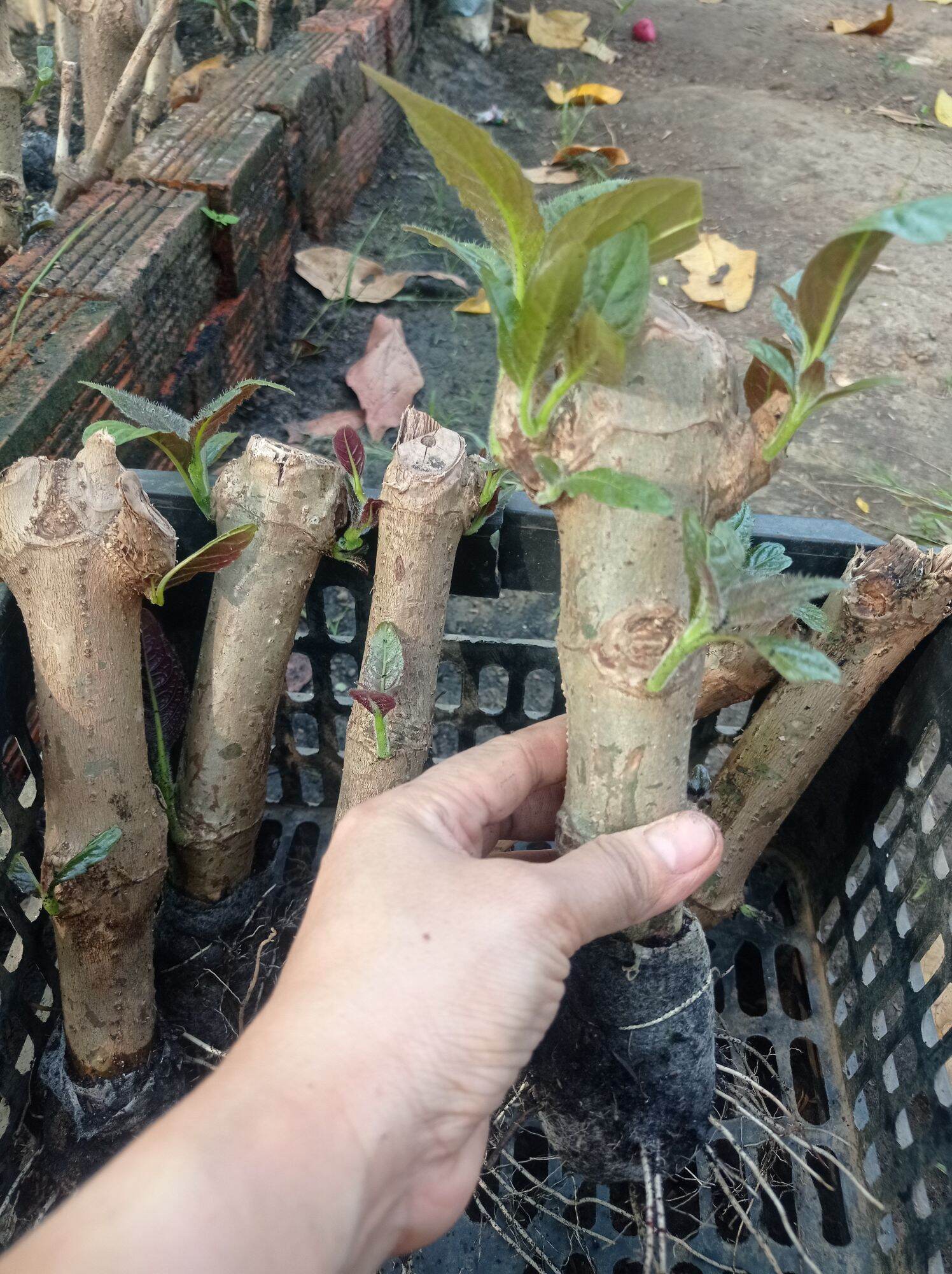 Chè khổng lồ chăn nuôi gia súc gia cầm