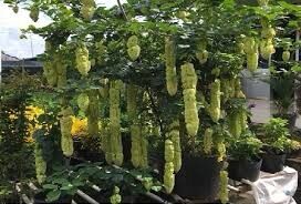 Cây Huyền Trân Công Chúa