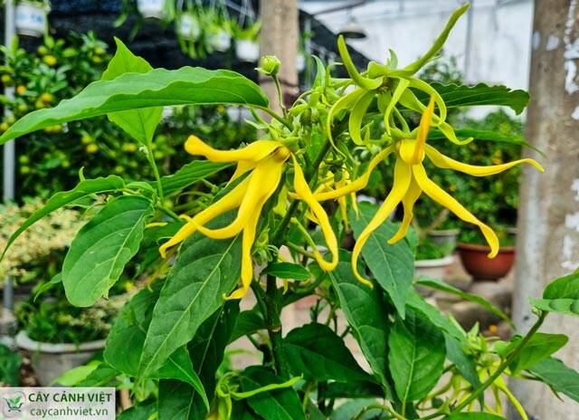Bông chúa, lan hoàng hậu. hoàng lan đang bông nụ