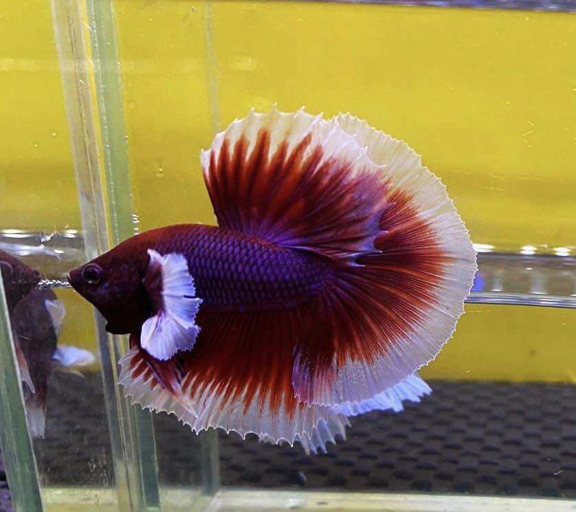 Betta đumbo lavender Halfmoon trống đẹp