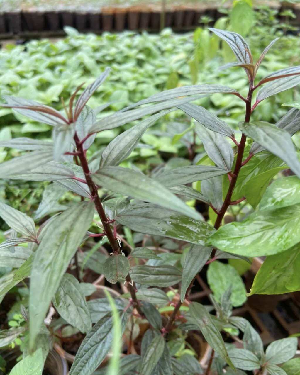 Bầu cây thuốc dòi/ bọ mắm