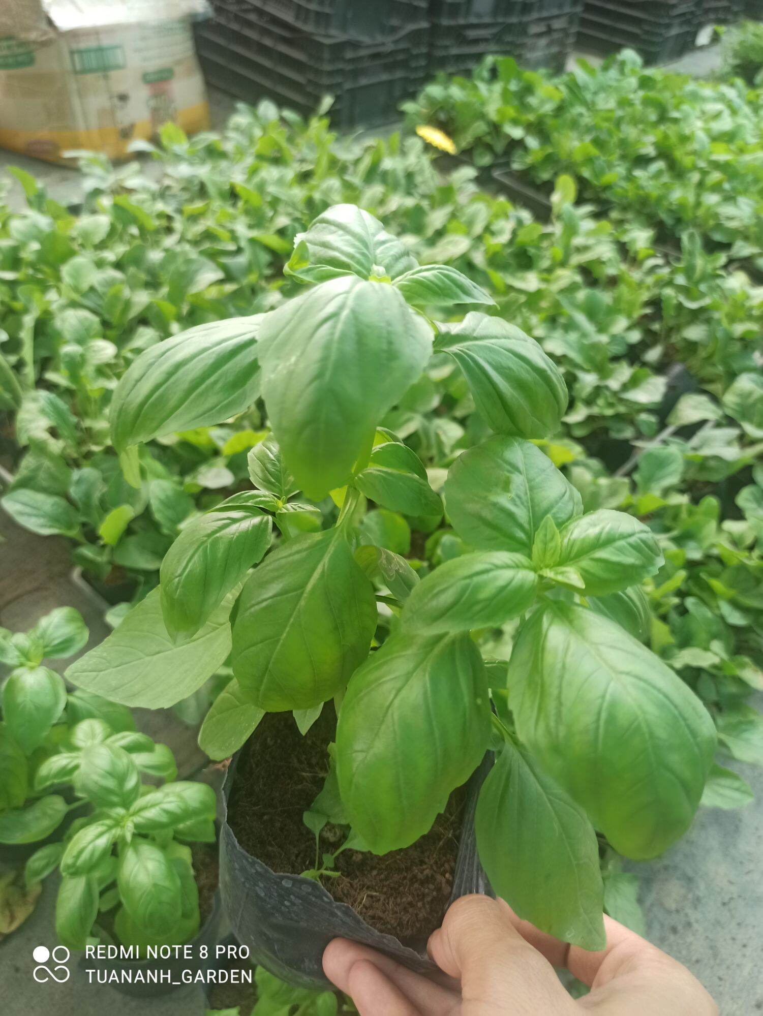 cây húng tây (basil xanh)