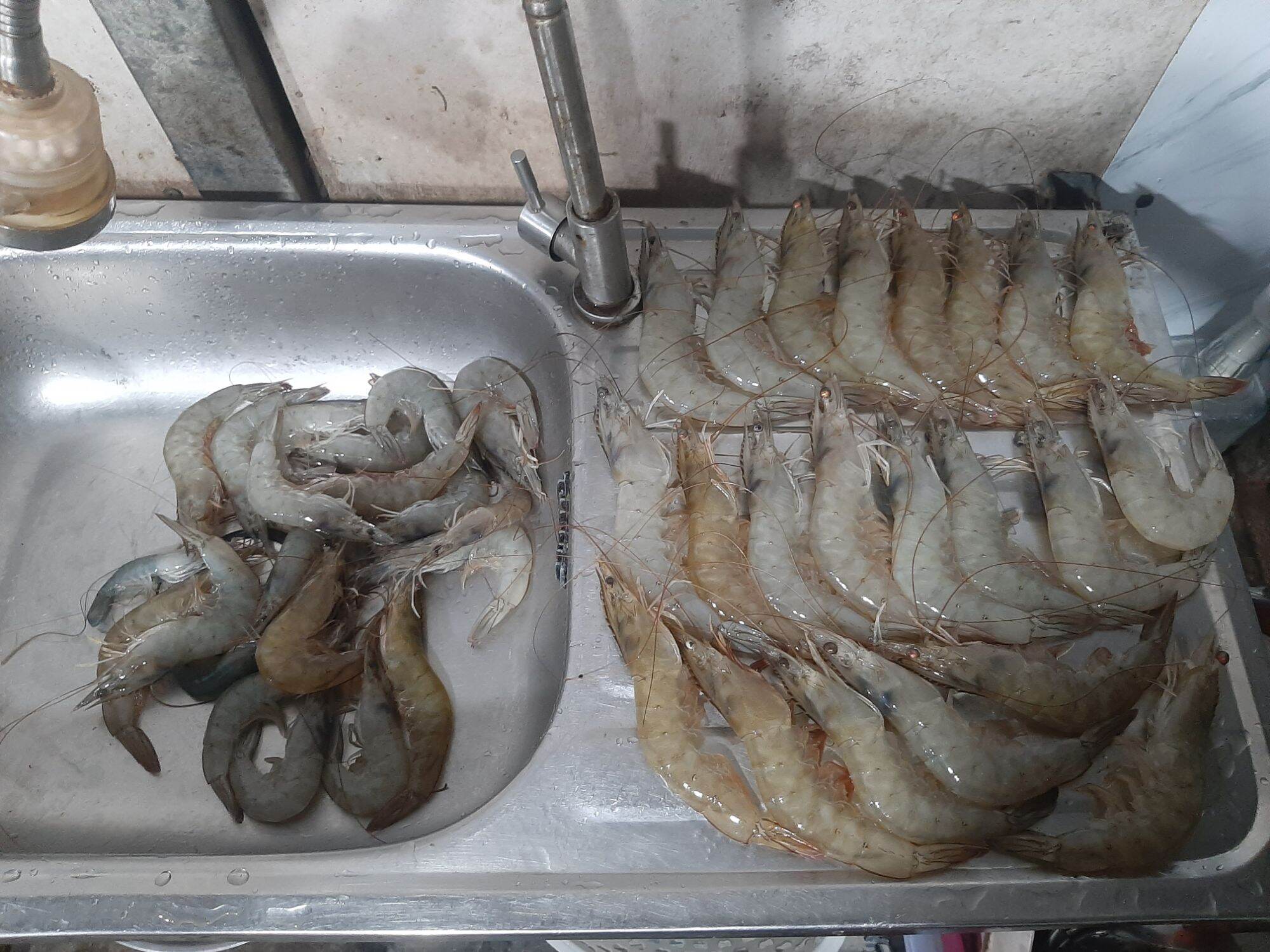 5 Lưỡi câu tôm sú,tôm thẻ,tôm càng Bình Minh