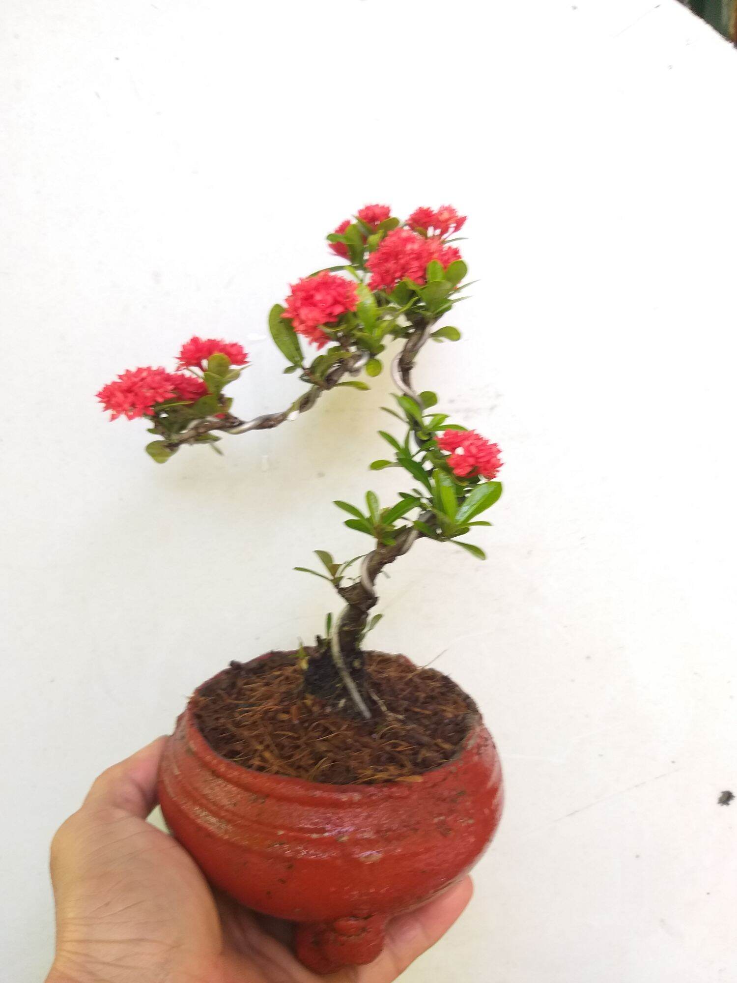 Trang Sen bonsai mini