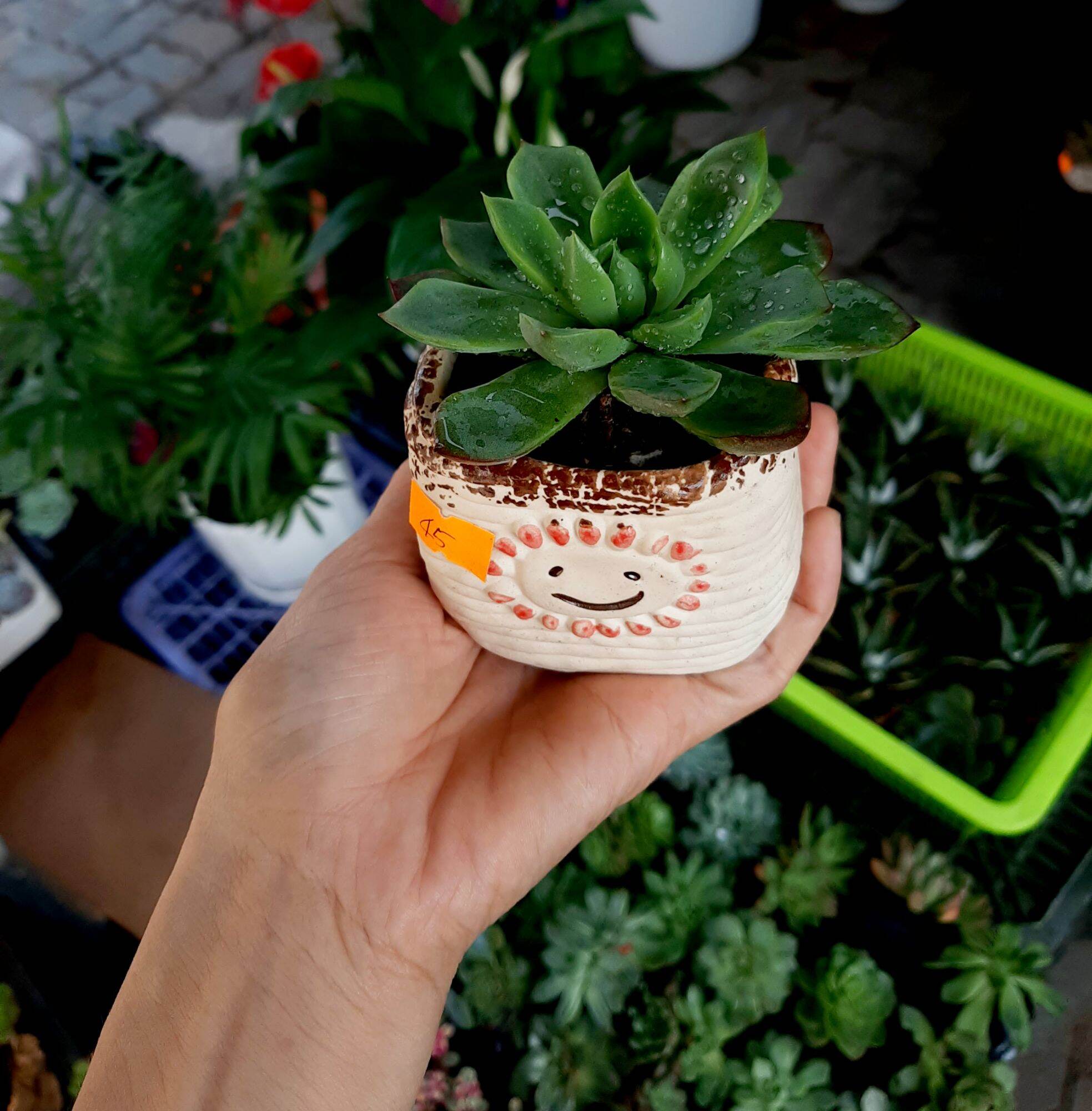 Chậu trồng sen đá - mix chậu