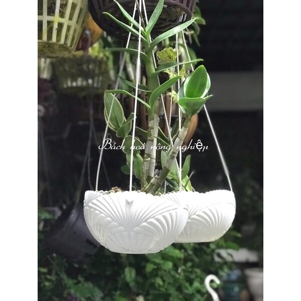 Combo 2 cái chậu treo mẫu mới hoa văn sò độc đáo size lớn đk 20cm