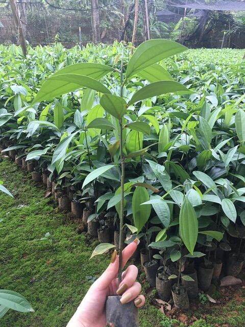 combo 20 cây quế giống