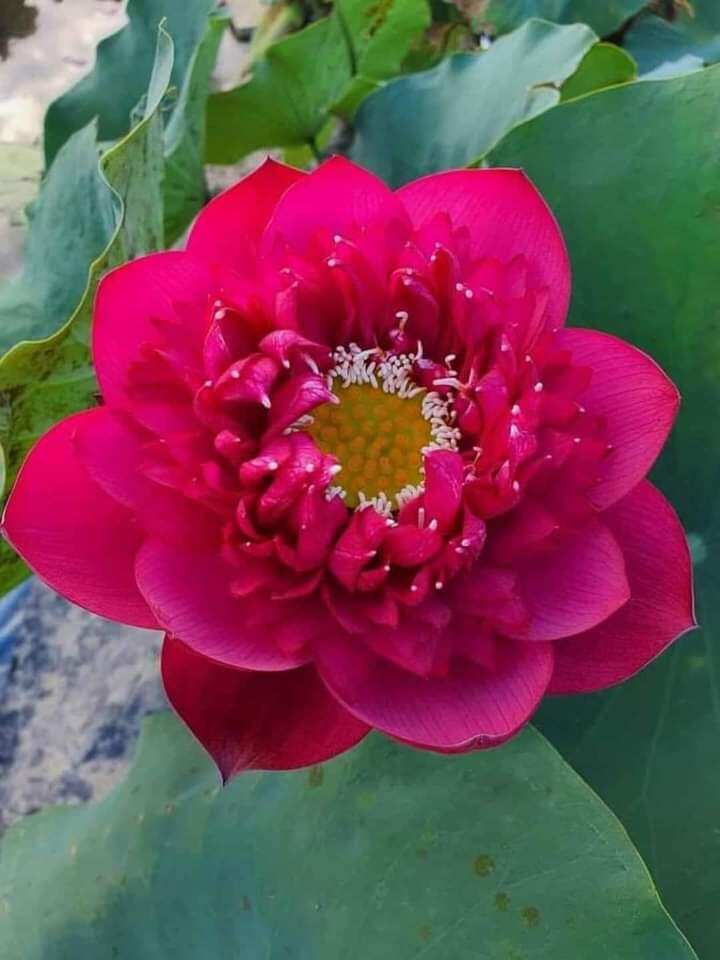 Củ sen đỏ