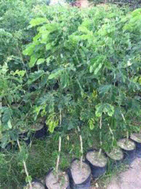 combo 2 cây me tây cao 60cm. cây đẹp.