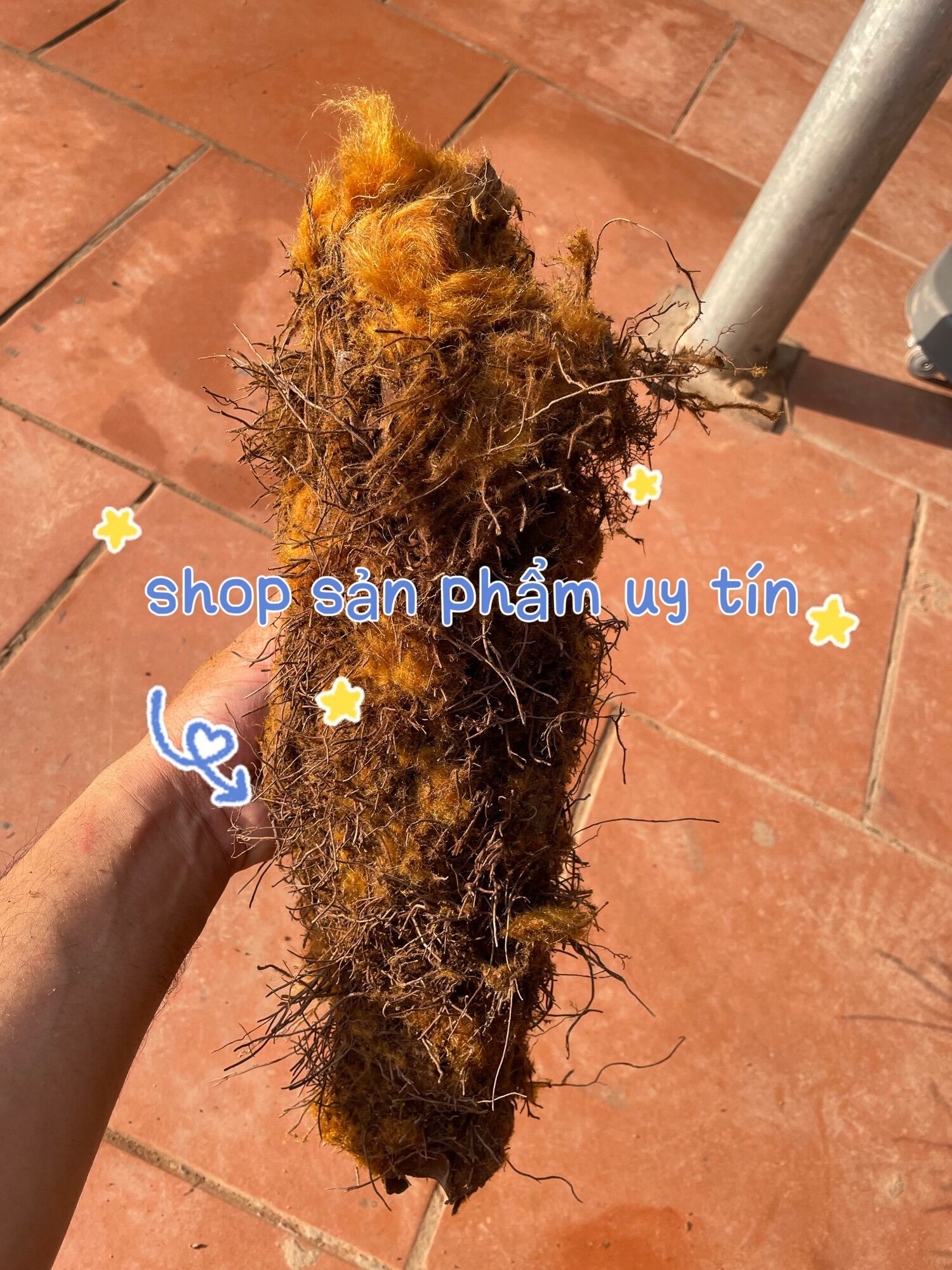 Cu li trồng cảnh sẵn lông vàng siêu to