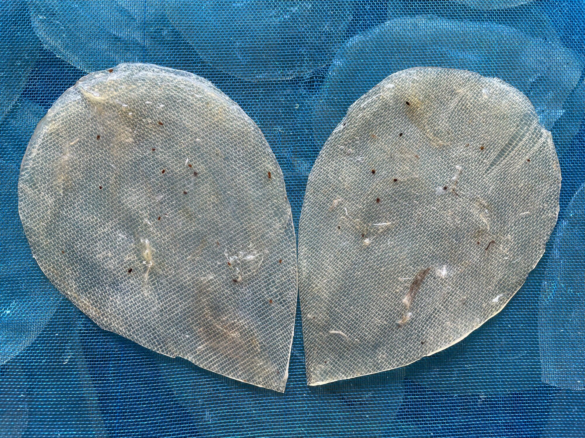 Khô cá chai/cá chai/ cá ghép 1kg