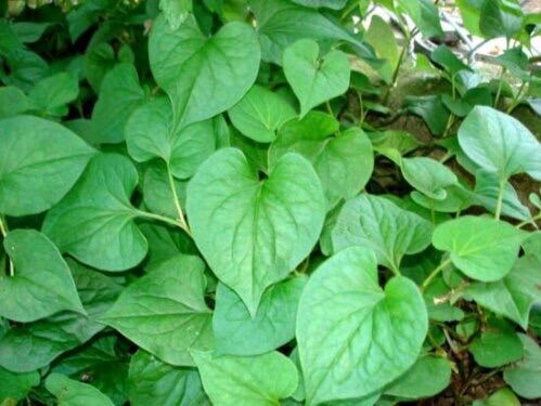 2 bầu rau diếp cá(bầu như hình)