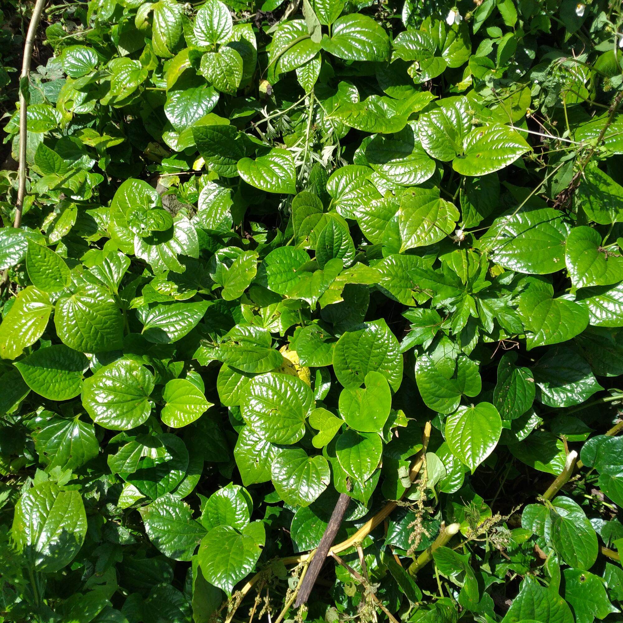 LÁ LỐT TƯƠI 1 KG
