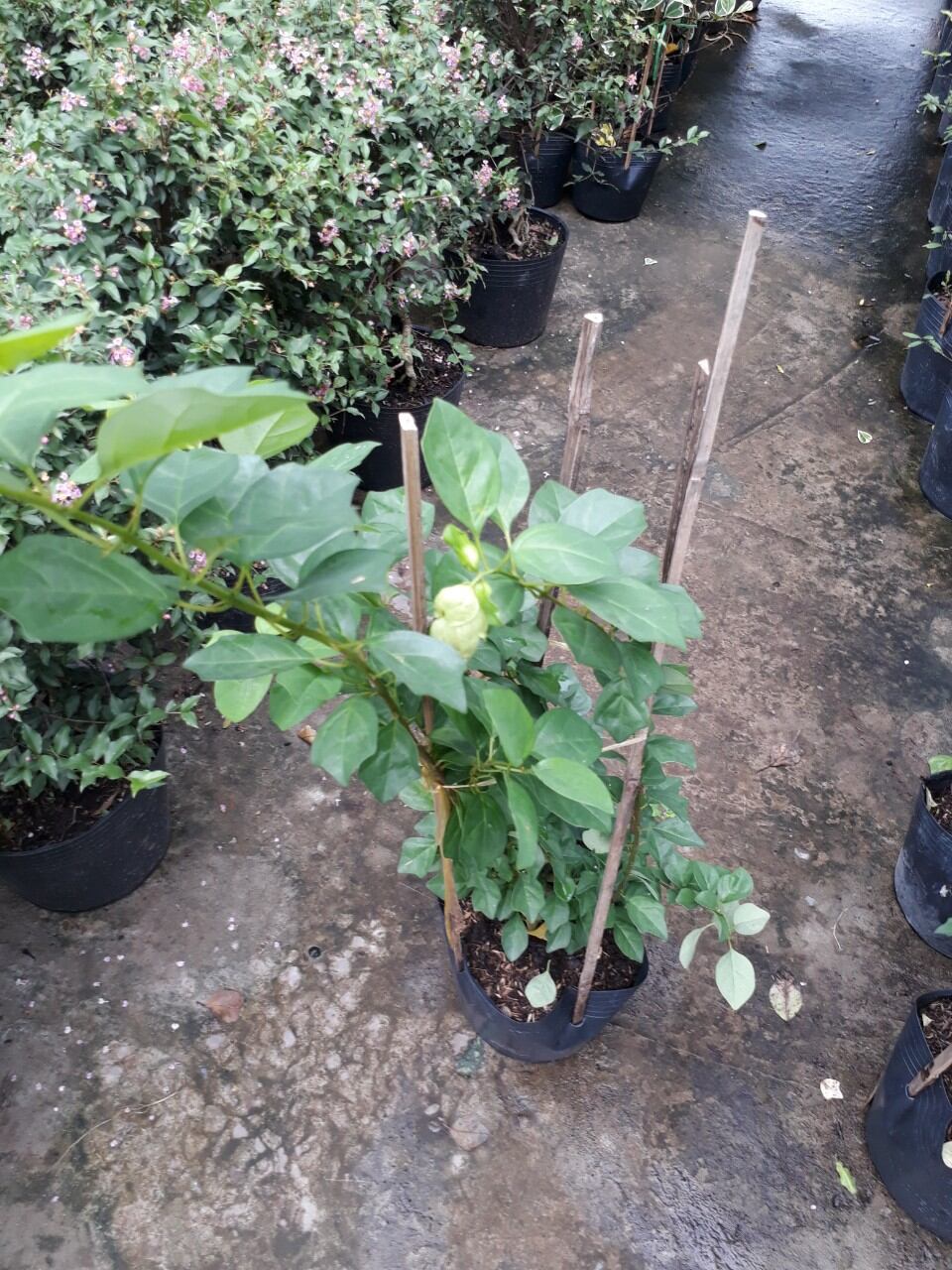 Cây huyền trân công chúa