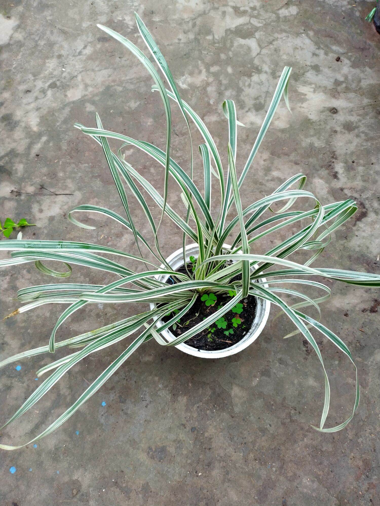 Cỏ lan chi lá dài, lan phát tài sọc lá dài