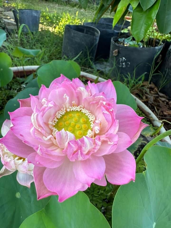 Củ Sen Thái giống- Finger of Eos