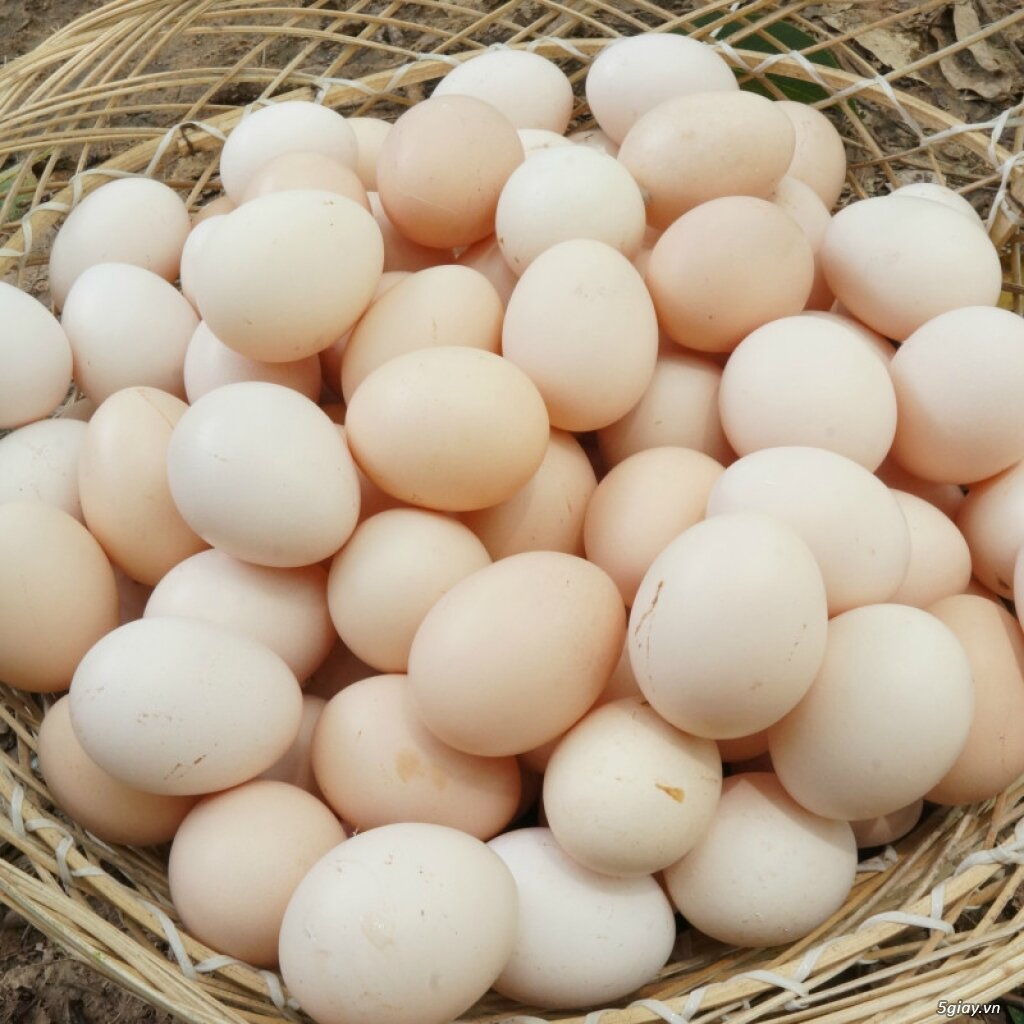 10 trứng gà ta thả vườn nhà nuôi SẠCH