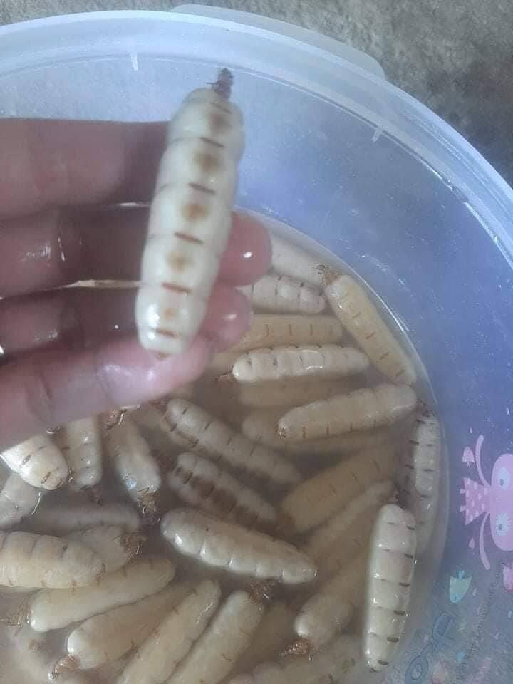 1 CON MỐI CHÚA SIZE ĐẠI NGÂM RƯỢU